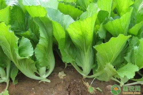 芥菜国产种植方法视频,视频详解与种植技巧